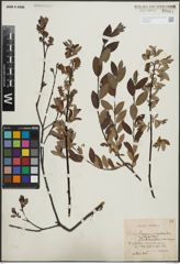 Foto von Salix lapponum L. x Salix myrtilloides L.